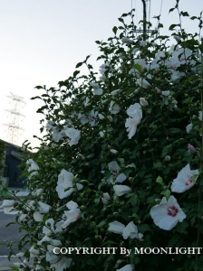 ムクゲ