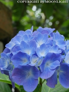紫陽花