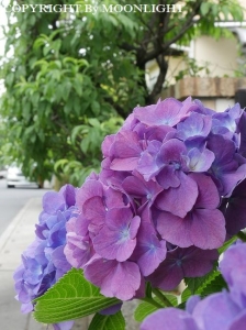 紫陽花