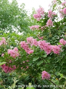 百日紅