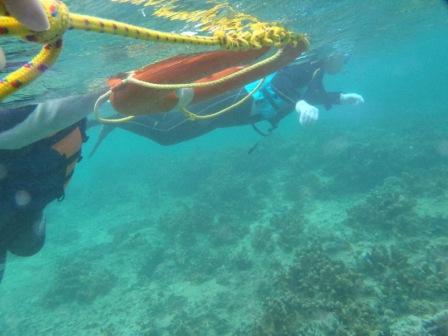 沖縄の海を独り占め!シュノーケリングツアー