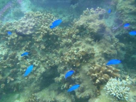 沖縄の海を独り占め!シュノーケリングツアー