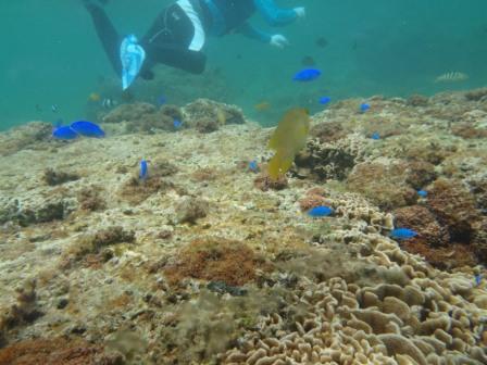 沖縄の海を家族で満喫!シュノーケリングツアー