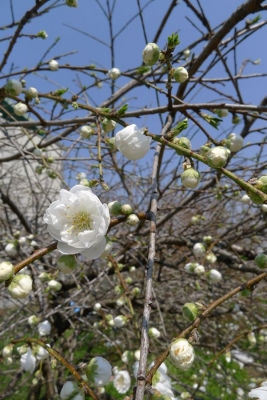 笠 養豚場