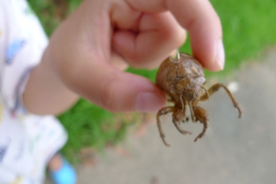 セミの脱皮