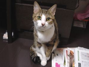 比較したかったスレンダーショコラ。
