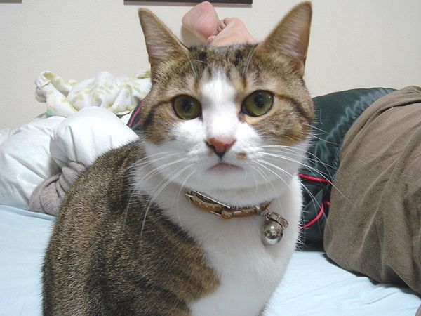 ショコラちゃん。