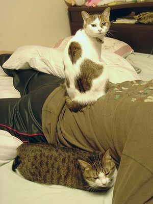 オレさまな猫。(てか女王さま〜)