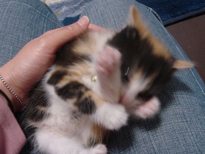 毛繕い。