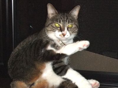 ばにちゃん、最後の写真