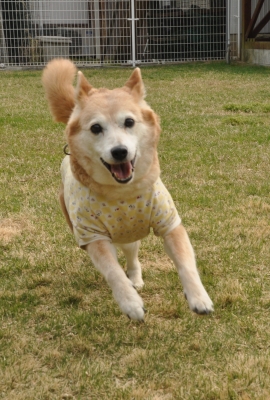 パフ