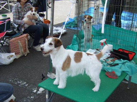 ルーニーと仲間たち