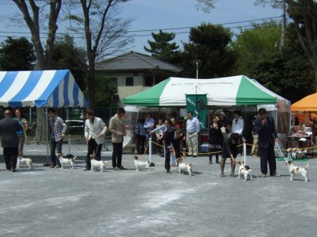 参考犬