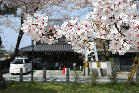 NHKの桜