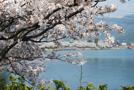 河添の桜並木