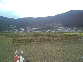 はぜかけ