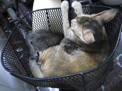 ママのミルクを吸う子猫たち