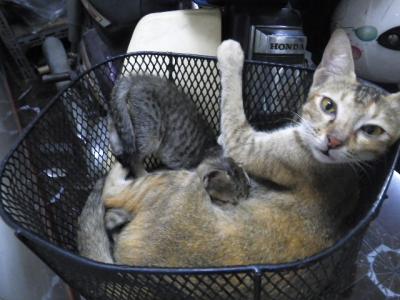 ママのミルクを吸う子猫たち