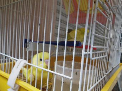 籠の中のインコ