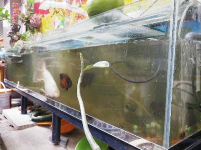 水槽の魚