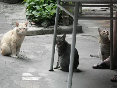 ベトナムの猫