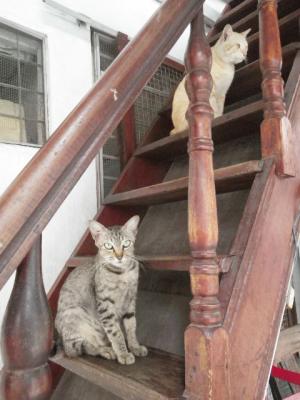 お隣の男の子と猫
