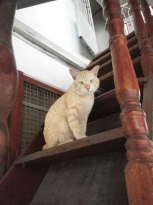 ベトナムの猫