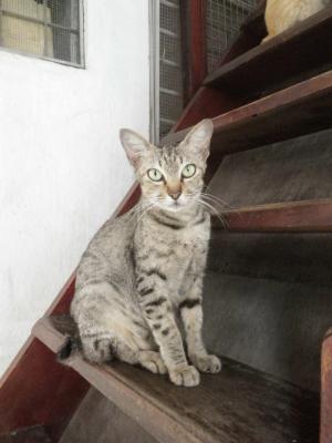 ベトナムの猫