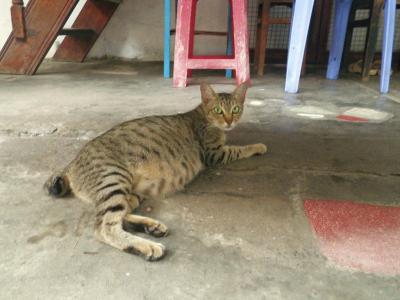 ベトナムの猫