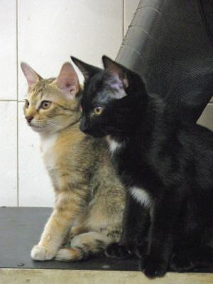 サイゴンの猫