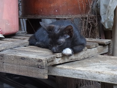 黒い子猫