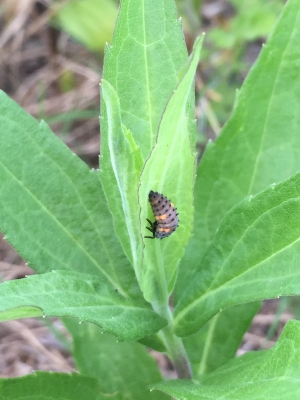 テントウムシの幼虫