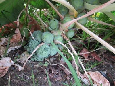 芽キャベツ 実の付き方