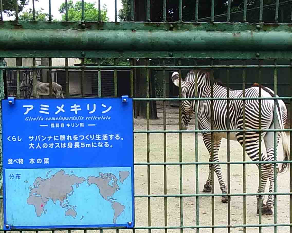 グレビーシマウマ 野毛山動物園でのげやまくん