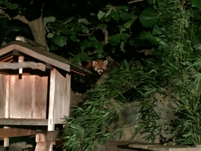 野毛山動物園 レッサーパンダ
