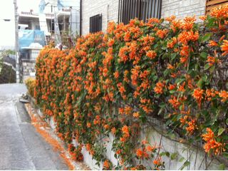20110310193216_0.jpg