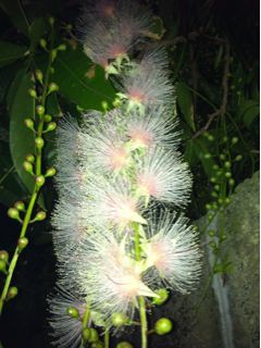20110701014009_0.jpg