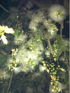 20110701014034_0.jpg