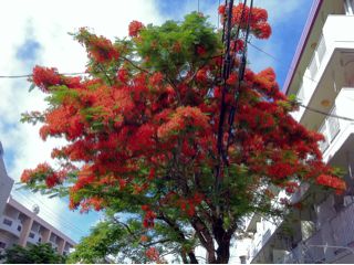 20110709083523_0.jpg