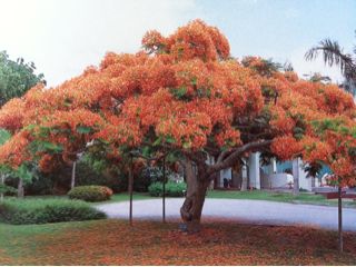 20110709093044_0.jpg