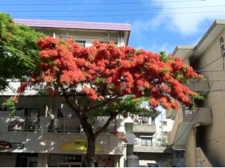 20110709184417_0.jpg