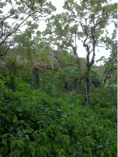 20110808122147_0.jpg