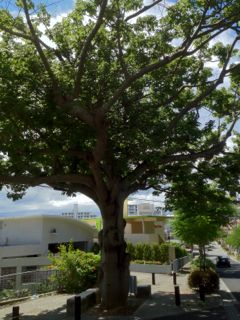 20120819150647_0.jpg