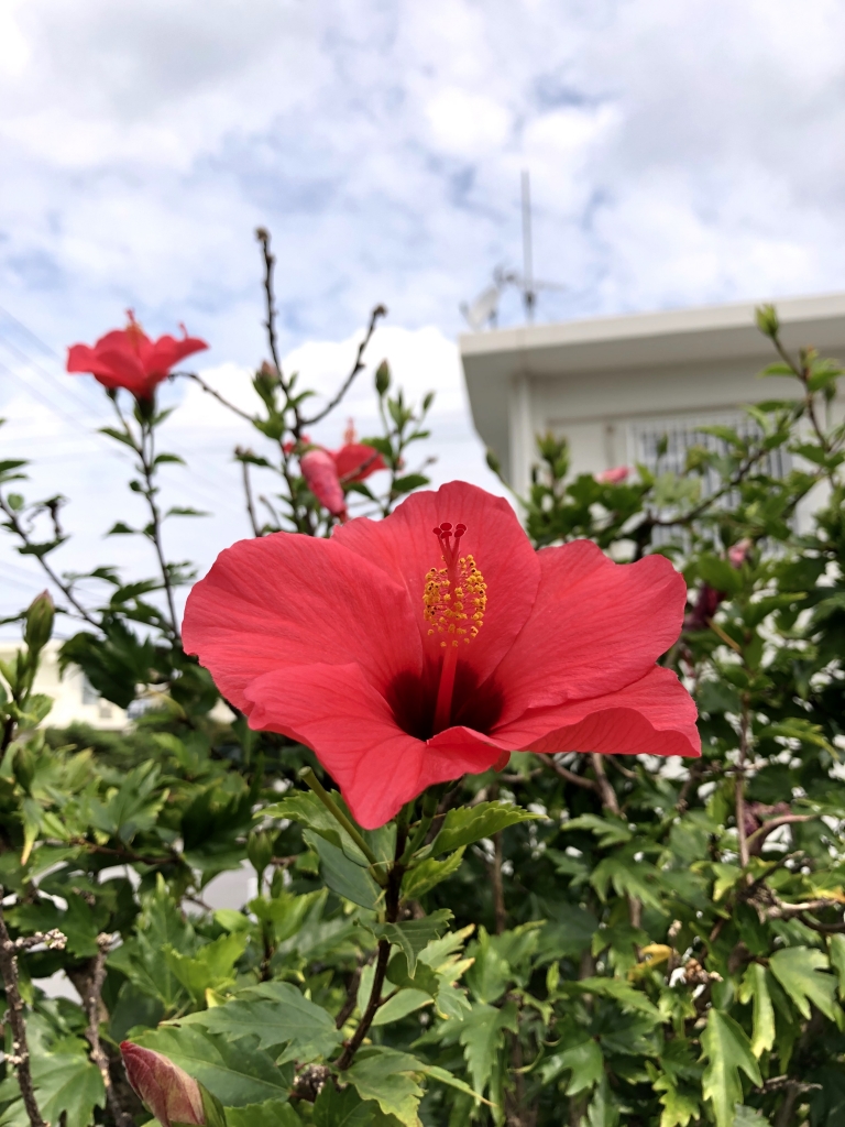 ハイビスカスの花が赤く燃える か 沖縄の風景