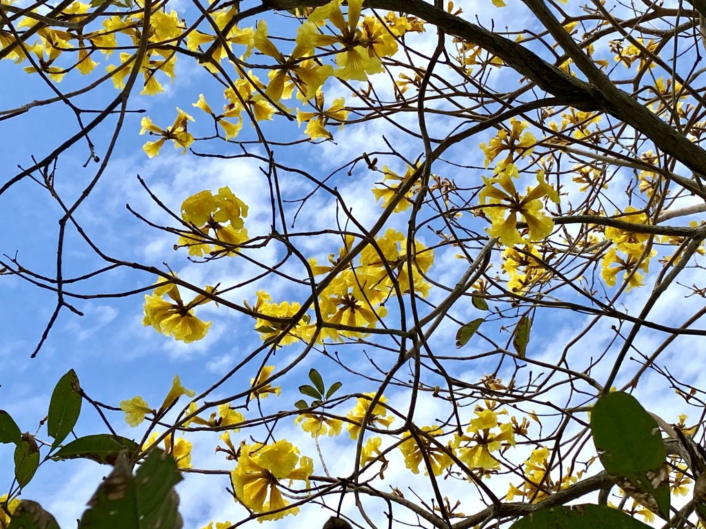 イッペーの開花 | 沖縄の風景