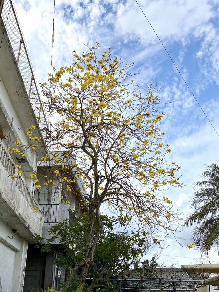 イッペーの開花 | 沖縄の風景