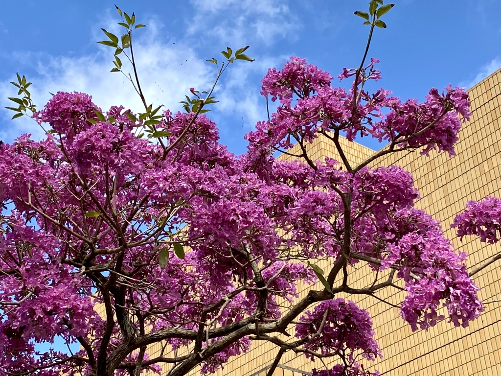 イッペーの開花 | 沖縄の風景