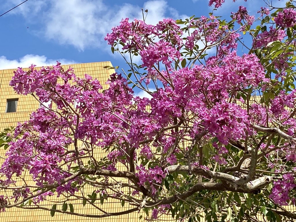 イッペーの開花 | 沖縄の風景