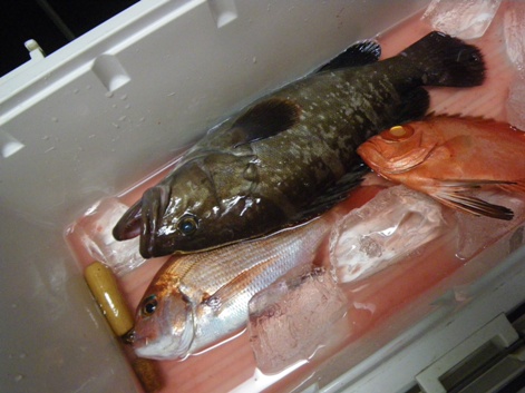 寂しい釣果