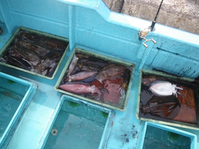 3名の釣果